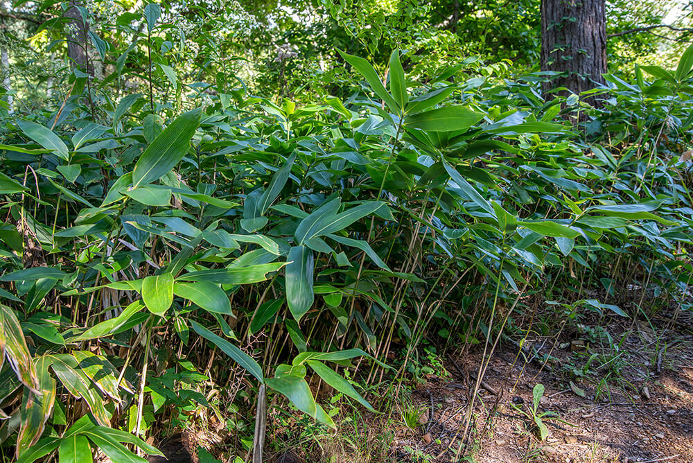 みすヾ飴の名前の由来