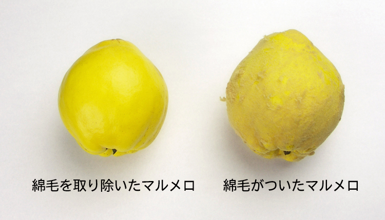 四季のジャム かりん 貴重な長野県産在来種 みすゞ飴本舗飯島商店